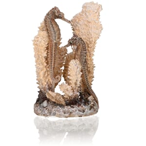 biOrb seahorses on coral natural S