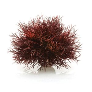 biOrb sea lilly crimson