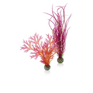 biOrb Plant set M red&pink