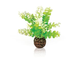 biOrp Aquatic Caulerpa green. plastplante