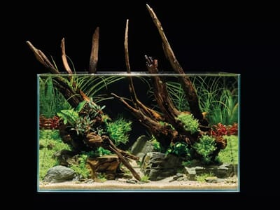 15OA87996 scaper 60 tank 2 jp.jpg