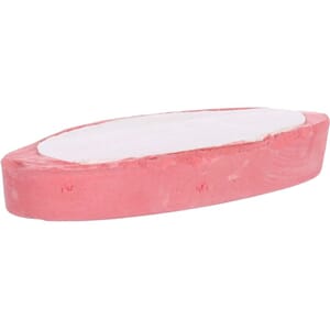 Sepia shell Strawberry 12cm