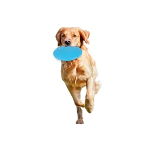 Frisbee Toy morrison 22cm