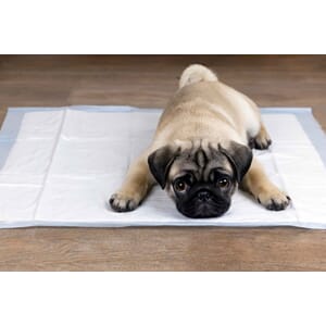 Hundetrening og diverse utstyr