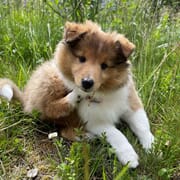 Ny artikkel under aktuell