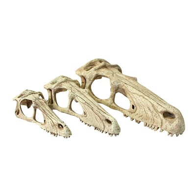 32KO82942 raptor_skull_small_large_and_extra_large_copy_1.jpg