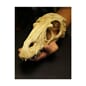 32KO82942_Rel raptor_skulls_extra_large_1.jpg