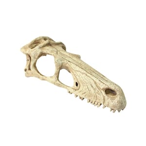 Raptor Skull L hodeskalle