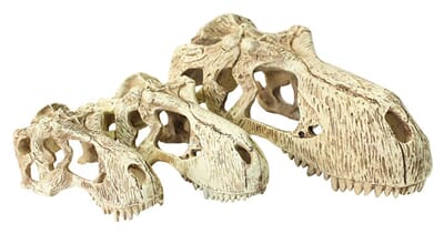 32KO82945 t-rex_skulls_small_large_and_extra_large_copy_1_1.jpg