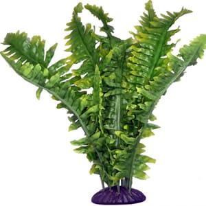 Boston Fern 36cm, dekorplante