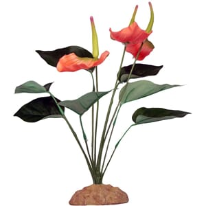 Anthurium Bush 29cm, dekorplante