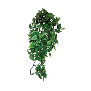 Philidendron Hanging Plant 40cm